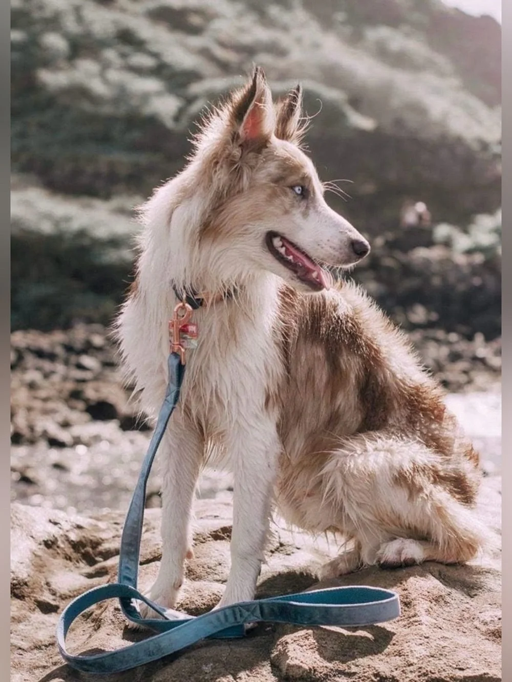 ARING PET Dog Leash, Velvet Dog Leashes Matching Dog Collars, Handmade Strong Bl
